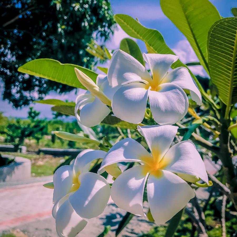 La Plumerias Моалбоал Экстерьер фото